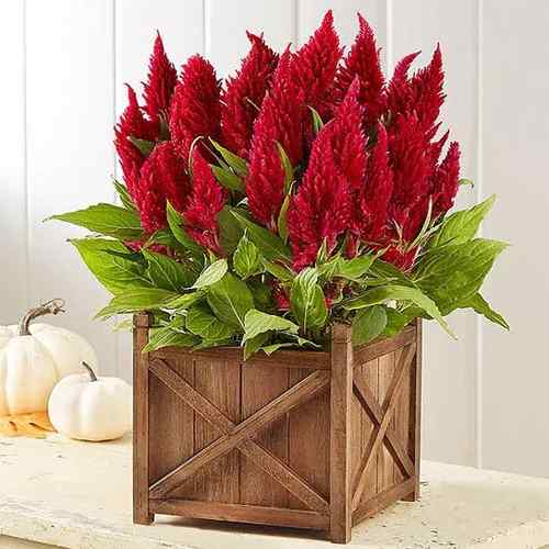 Celosia-Plant Order Online To USA