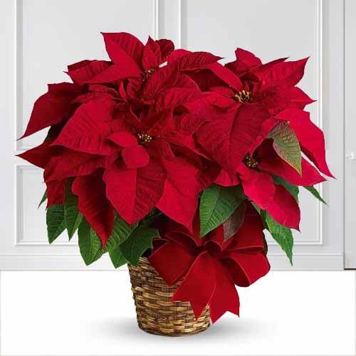 Red Poinsettia - Christmas Floral Arrangements Delivery Michigan USA