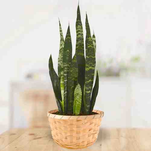 - Send Plants For Funeral | Snake Plant