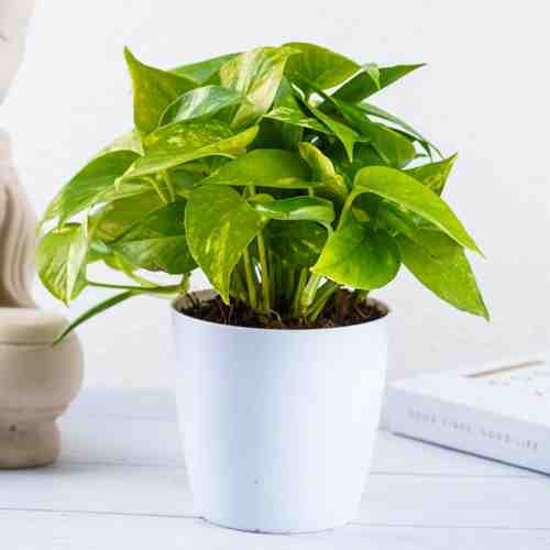 Online Live Plant Delivery USA | Send Potted Plants