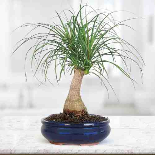 - Florist Plant Delivery | Palm Potted Tree