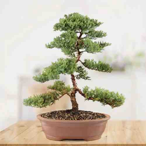 - Send Someone A Bonsai Tree | Premium Juniper Bonsai Tree