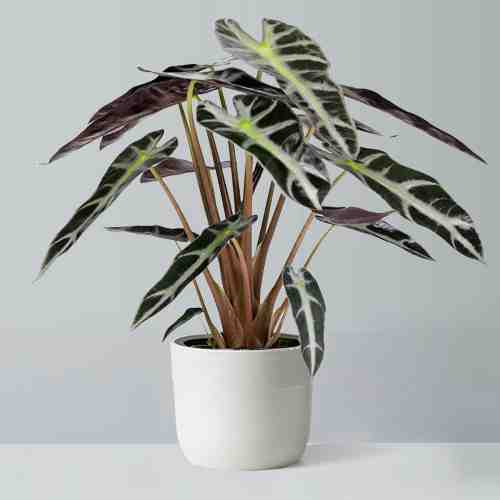 - Get Well Soon Plant Delivery | Elephant Ear Potted Plant