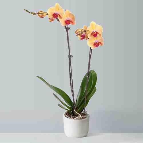 - Send A Plant For Birthday | Peach Orchids