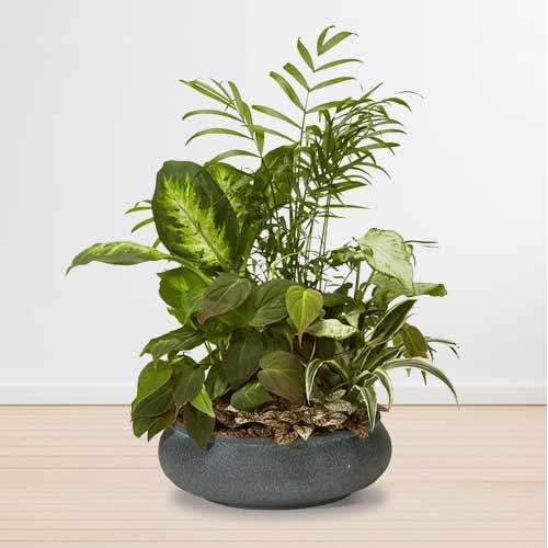 - Housewarming Plant Gift | Smile With Green